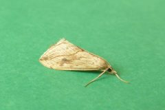 Evergestis forficalis - Garden Pebble - Kirk Smeaton