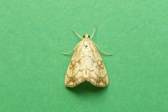 Evergestis pallidata - Kirk Smeaton