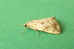 Evergestis pallidata - Kirk Smeaton