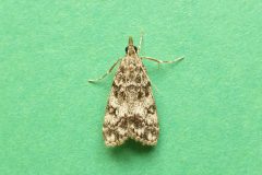 Eudonia lacustrata - Kirk Smeaton