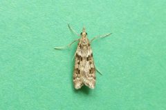 Eudonia angustea - Kirk Smeaton