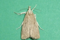 Calamotropha paludella - Kirk Smeaton