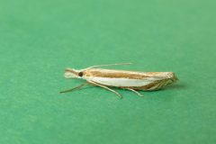 Crambus pascuella - Kirk Smeaton