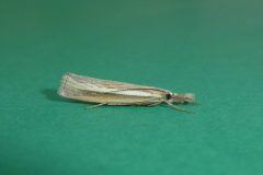 Agriphila tristella - Kirk Smeaton