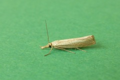 Agriphila straminella - Kirk Smeaton