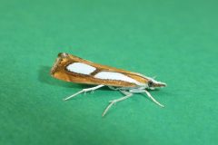 Catoptria pinella - Kirk Smeaton