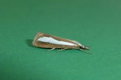 Catoptria margaritella - Kirk Smeaton