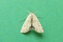 Cataclysta lemnata - Small China-mark - Kirk Smeaton