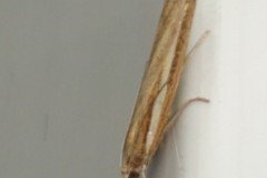 Agriphila tristella, Cusworth Lane, Doncaster