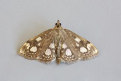 Anania coronata, Woodside Nurseries, Austerfield.