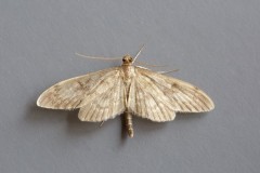 Anania lancealis, Woodside Nurseries, Austerfield.