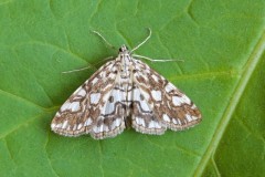 Elophila nymphaeata - Brown China-mark, Woodside Nurseries, Austerfield.