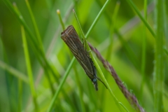 Chrysoteuchia culmella, Deep Dale