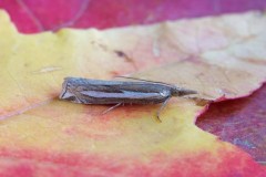 Crambus hamella, Woodside Nurseries, Austerfield.