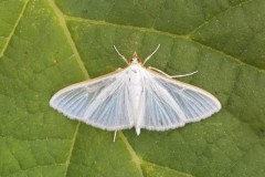 Palpita vitrealis, Woodside Nurseries, Austerfield.