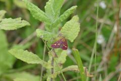 Pyrausta aurata, Thorne Moor