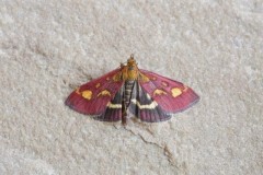 Pyrausta purpuralis, Woodside Nurseries, Austerfield.