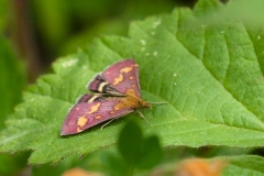 Pyrausta purpurlis, Bevercotes.