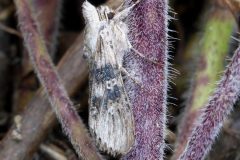 Cucullia absinthii - Wormwood - Kirk Smeaton