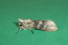 Cucullia absinthii - Wormwood - Kirk Smeaton