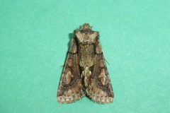 Allophyes oxyacanthae - Green-brindled Crescent, Kirk Smeaton