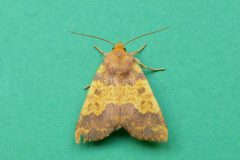 Xanthia aurago - Barred Sallow - Kirk Smeaton