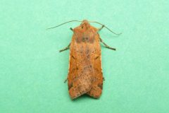 Agrochola lychnidis - Beaded Chestnut, Kirk Smeaton