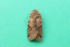 Agrochola litura - Brown-spot Pinion , Kirk Smeaton