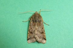 Omphaloscelis lunosa - Lunar Underwing - KIrk Smeaton