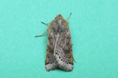 Omphaloscelis lunosa - Lunar Underwing - KIrk Smeaton