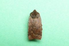 Conistra ligula - Dark Chestnut - Kirk Smeaton