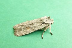 Lithophane ornitopus lactipennis - Grey Shoulder-knot - Kirk Smeaton