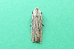 Lithophane leautieri hesperica - Blair's Shoulder-knot - Kirk Smeaton