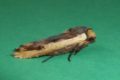 Xylena vetusta - Red Sword-grass - Kirk Smeaton,