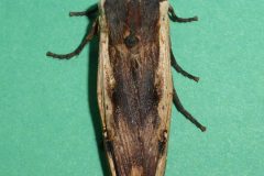 Xylena vetusta - Red Sword-grass - Kirk Smeaton,