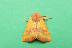 Atethmia centrago - Centre-barred Sallow, Kirk Smeaton