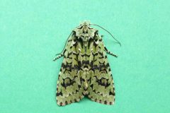 Dichonia aprilina - Merveille  du Jour - Kirk Smeaton