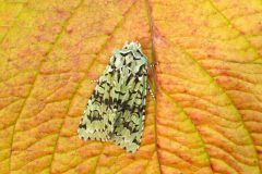 Dichonia aprilina - Merveille  du Jour - Kirk Smeaton