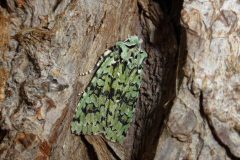 Dichonia aprilina - Merveille  du Jour - Kirk Smeaton