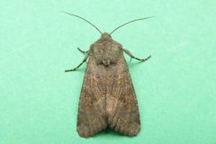 Aporophyla lutulenta -  Deep-brown Dart, Kirk Smeaton