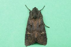 Aporophyla nigra -  Black Rustic, Kirk Smeaton