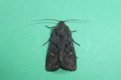 Aporophyla nigra -  Black Rustic, Kirk Smeaton