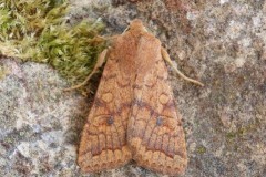 Agrochola circellaris - The Brick, Austerfield.