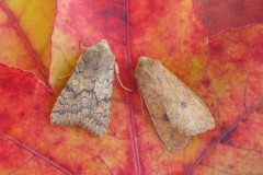 Agrochola circellaris - The Brick, Austerfield.