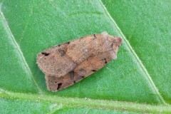 Agrochola litura - Brown-spot Pinion, Austerfield.