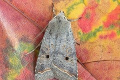 Agrochola lota - Red-line Quaker, Austerfield.