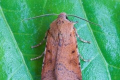 Agrochola lychnidis - Beaded Chestnut, Austerfield.