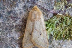 Agrochola macilenta - Yellow-line Quaker, Austerfield.