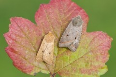 Agrochola macilenta - Yellow-line Quaker, Austerfield.