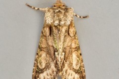 Allophyes oxyacanthae - Green-brindled Crescent, Austerfield.